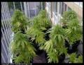 Man vlucht na ontdekken wietplantage Workum