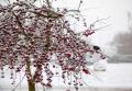 Winterfoto's Coby Bandstra