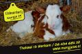IJsboerderij Margje 24 te Workum