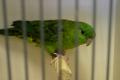 Vogelshow