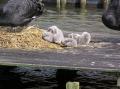 6 zwanen kuikens bij Marienacker
