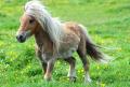 Op zoek naar een fokker van een pony