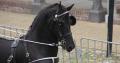 Foto's van Barbara concours hippique 