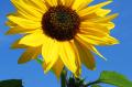De zonnebloem zorgt voor fijne start