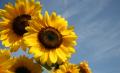 Mooie middag Zonnebloem met 'vroeger' als thema