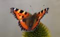 Foto-expositie in Klameare