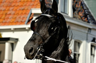 Klik hier om terug te keren